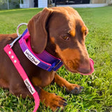 Dachshund on grass wearing Salty Paws waterproof dog lead hot pink