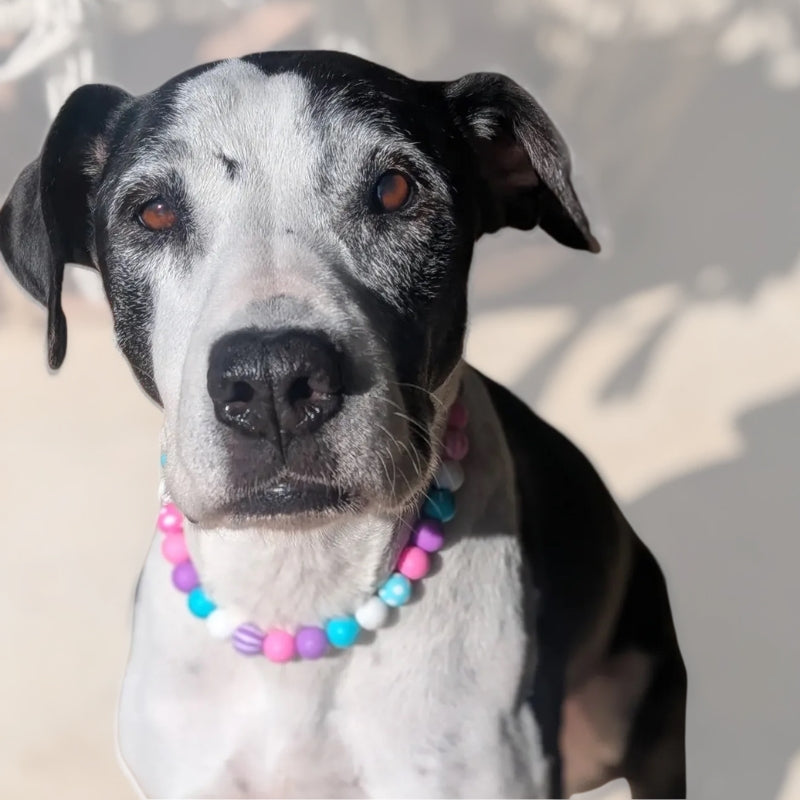 Silicone Beaded Dog Necklace | Personalised and Custom Made