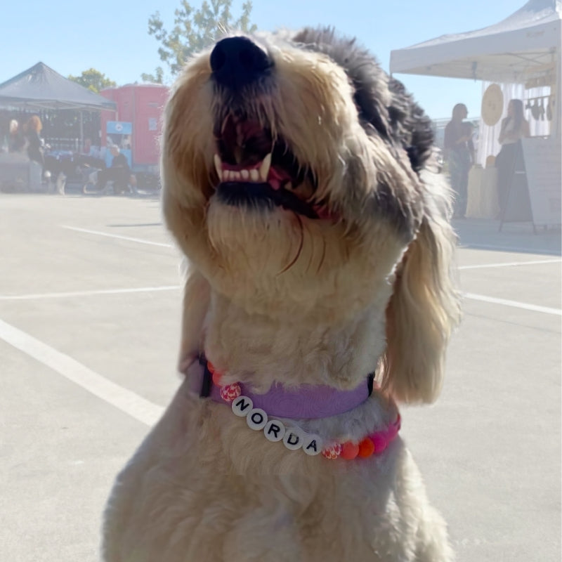 Silicone Beaded Dog Necklace | Personalised and Custom Made