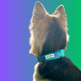 small dog seen from behind wearing Salty Paws ombré tactical collar in blue green gradient with aluminium hardware