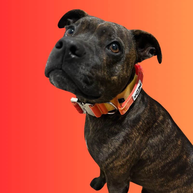 Staffordshire Bull Terrier wearing Salty Paws ombré tactical collar in yellow orange gradient with aluminium hardware