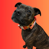 Staffordshire Bull Terrier wearing Salty Paws ombré tactical collar in yellow orange gradient with aluminium hardware