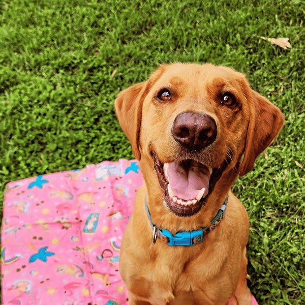 dog training mat