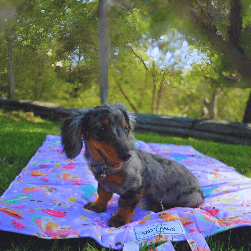 dog place training mat