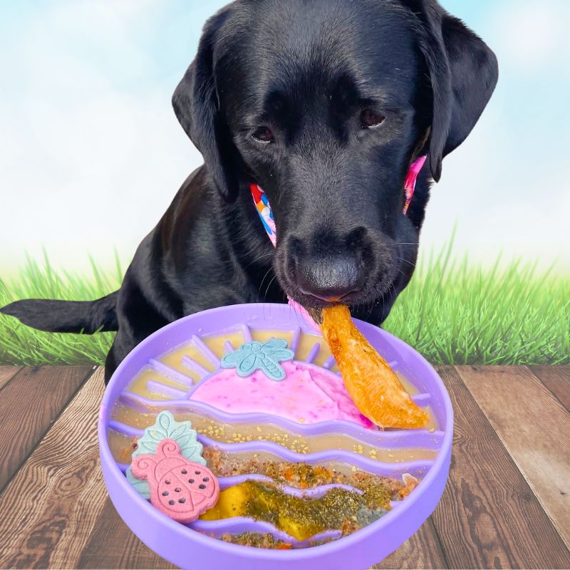 Black labrador eating from Sunset Slow Feeder in purple loaded with enrichment food