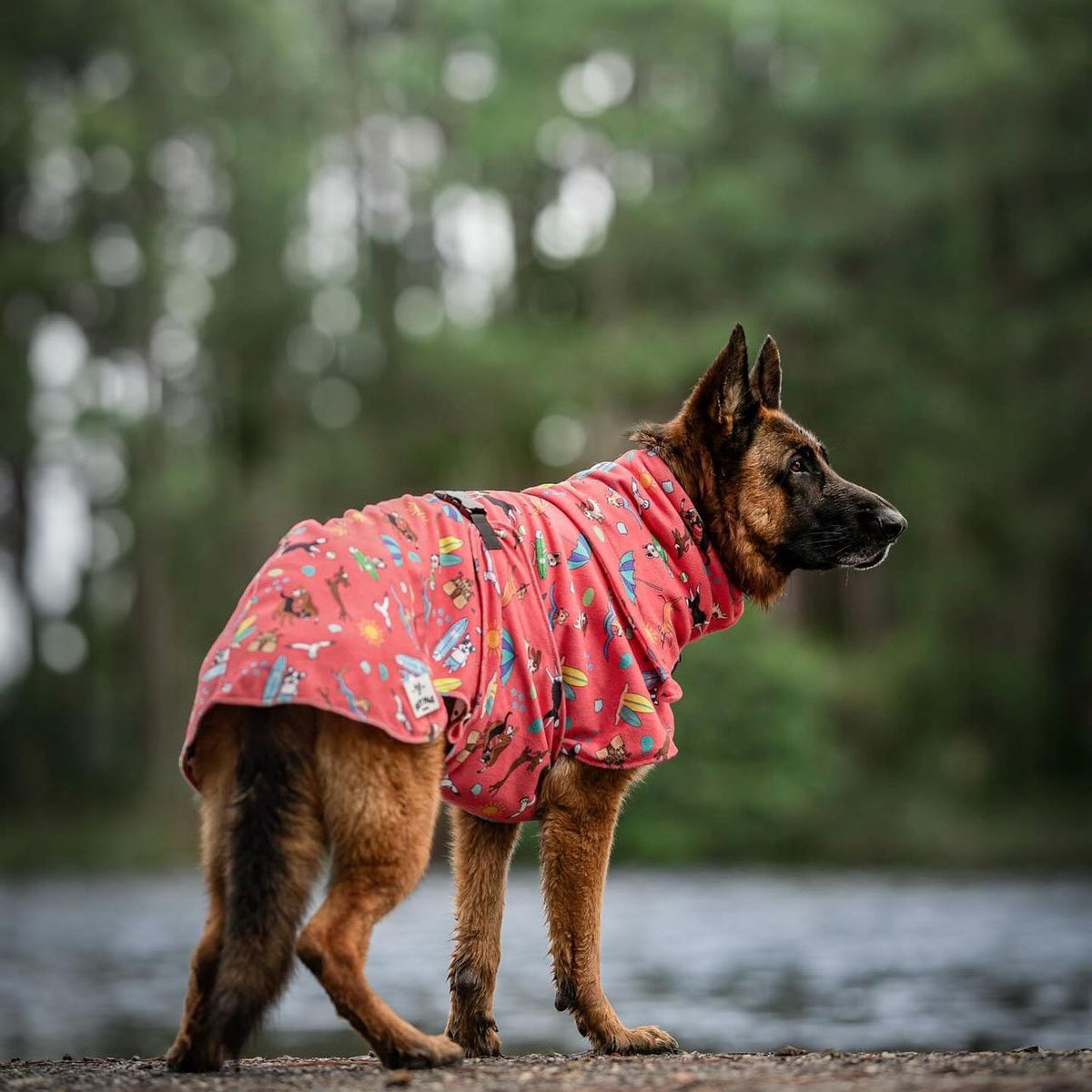 dog drying coat towel robe on German Shepherd