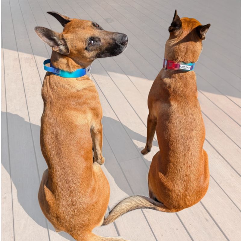 two dogs sitting side by side wearing Salty Paws waterproof tactical collars in different gradient colours