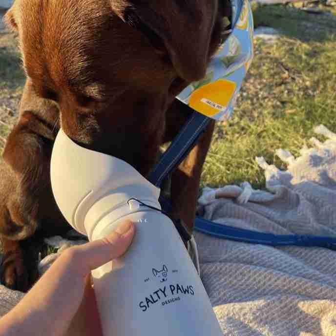 dog travel water bottle 