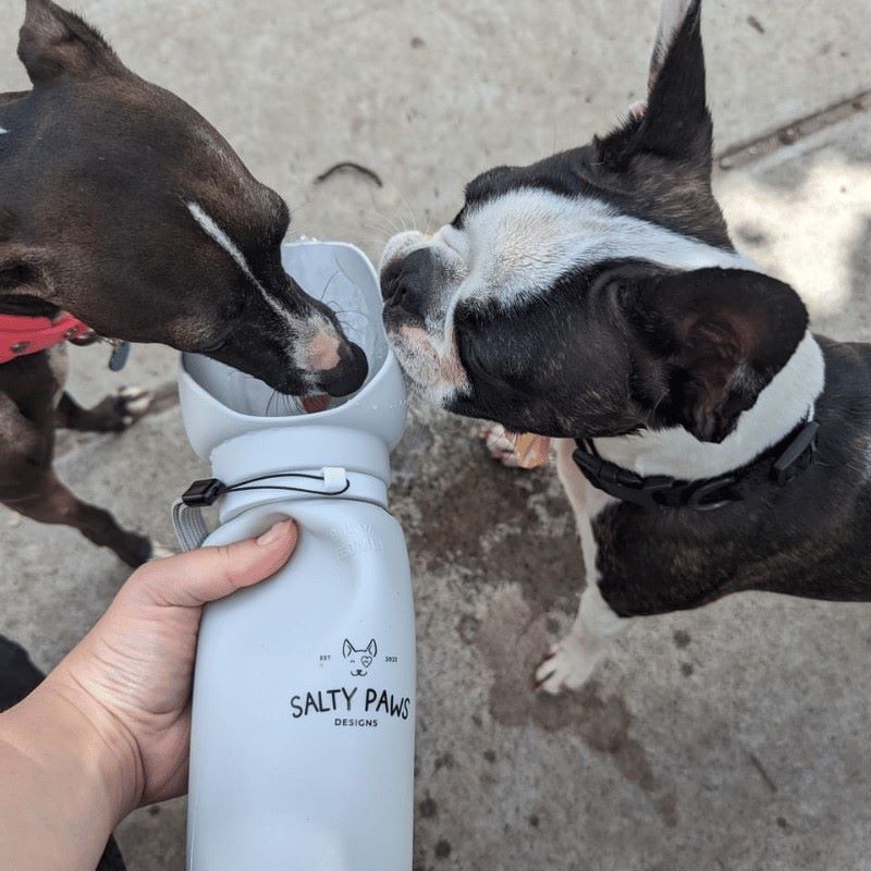 compact dog travel water bottle